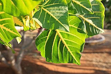 腾讯现已收购《喋血复仇》开发商Turtle Rock