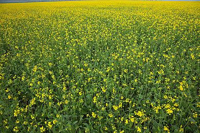 育碧推出硬性规定：全体员工每周必须在办公室工作至少3天